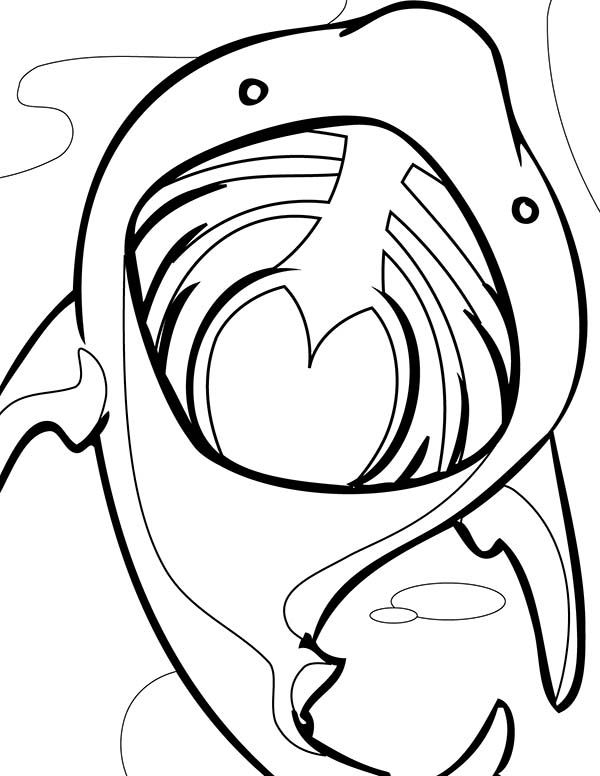 600x776 Pin By S5 Design Lighting Brief On Basking Shark
