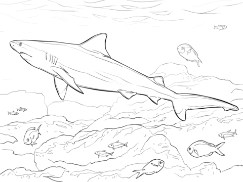 480x360 Realistic Bull Shark Animal Also Zambezi Zambi And Nicaragua