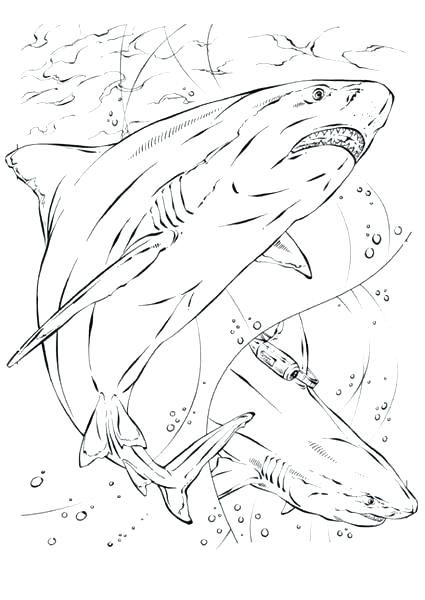 425x600 Shark Color Pages Tiger Shark Coloring Pages Free Shark Coloring