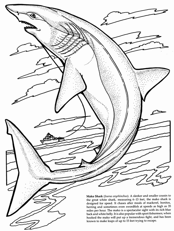 564x750 Tiger Shark Coloring Pages Beautiful Shark Fish Coloring Pages