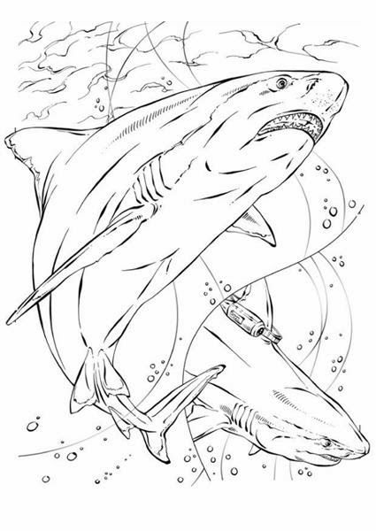 425x600 Desenho Pintar Desenhos Para Colorir