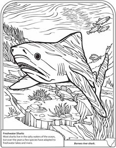 236x301 Basking Shark Coloring Page