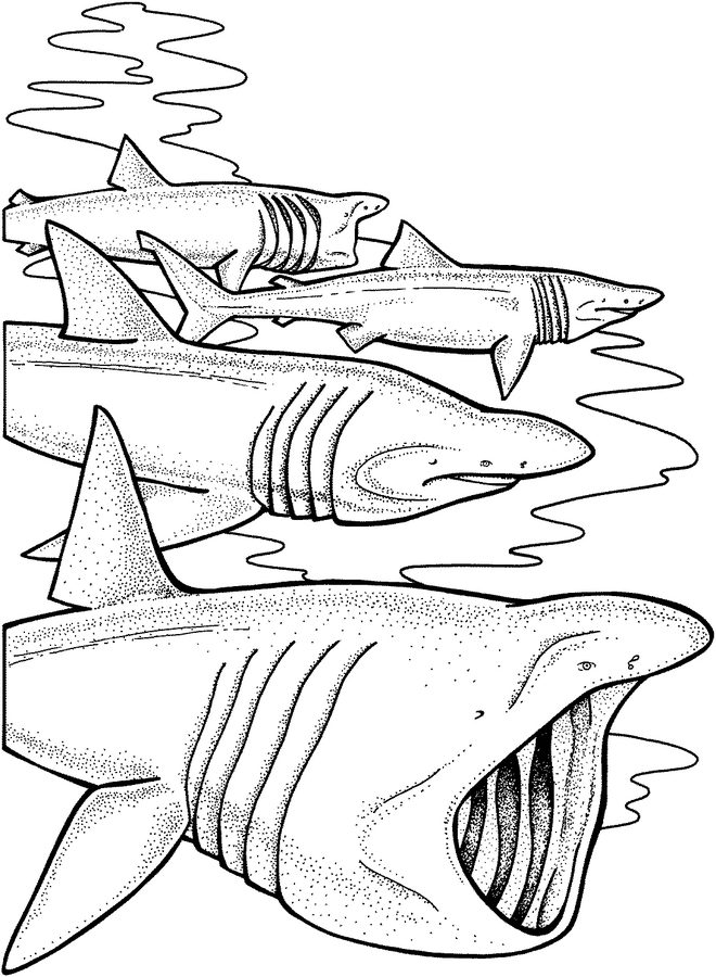 660x900 Coloring Pages Basking Shark, Printable For Kids Amp Adults, Free