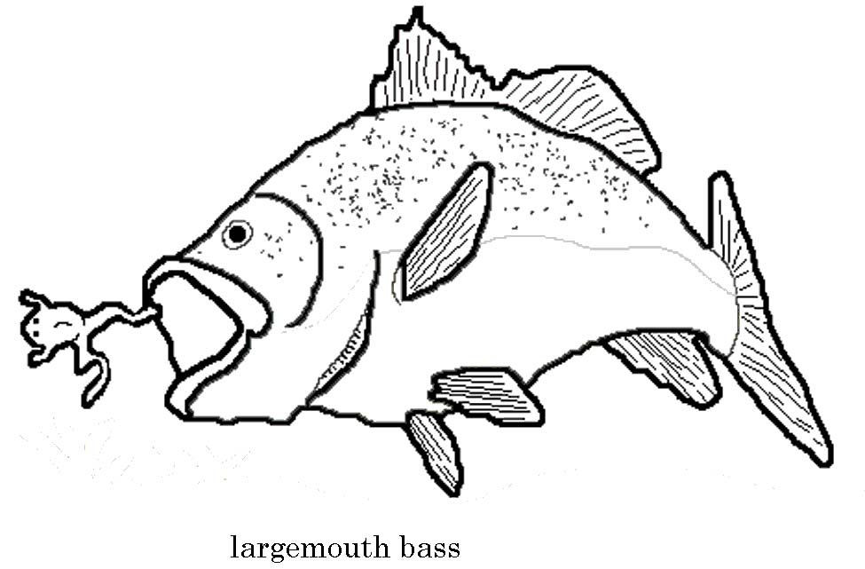 Bass Coloring Page