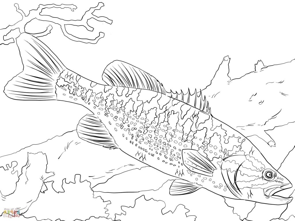 1024x768 Bass Coloring Pages