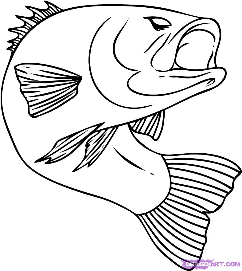 788x882 Bass Fish Drawings