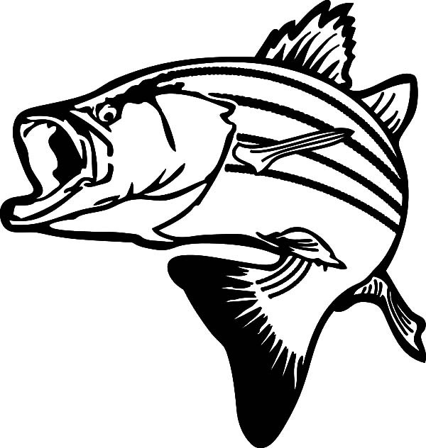 600x632 Drawing Stripped Bass Fish Coloring Pages Best Place To Color