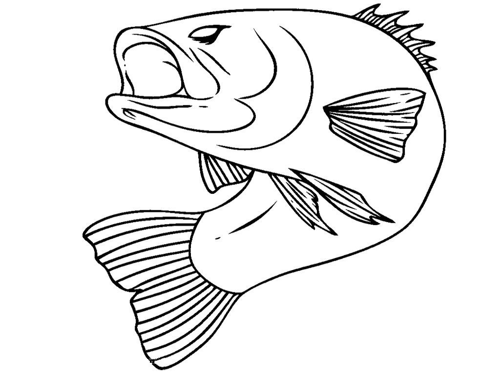 1024x768 Bass Fish Realistic Fish Fish, Birthdays
