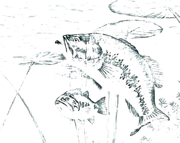 600x477 Bass Coloring Pages Guitar Coloring Page Gallery Guitar Coloring
