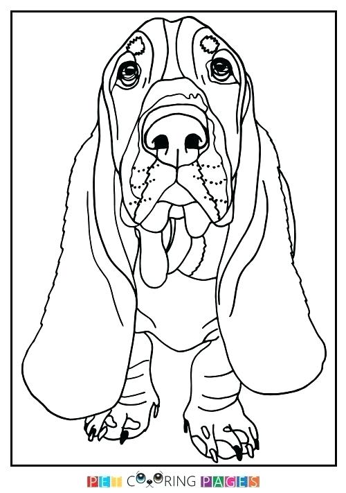 500x711 Coloring Basset Hound Coloring Pages Page Colouring Sheets