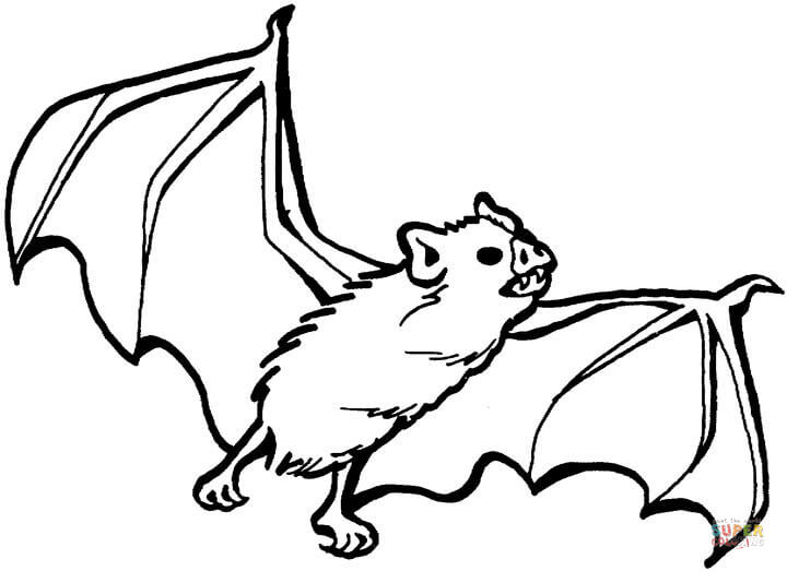 720x523 Bat Coloring Sheet