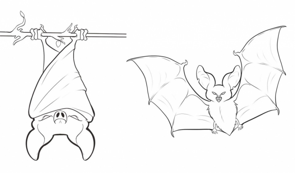 960x562 Bat Coloring Pages Preschool 20 Free Printable Everfreecoloring