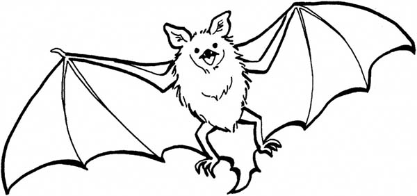 600x282 Bat Coloring Page