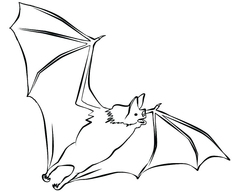 800x638 Printable Baseball Bat Coloring Pages Bats Page