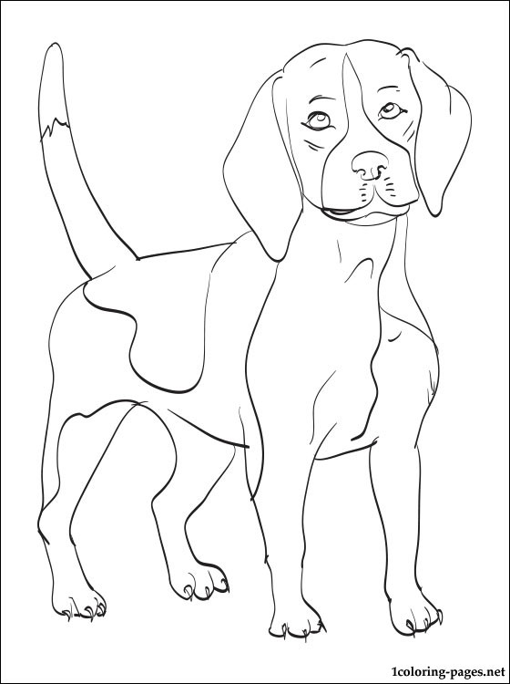 560x750 Beagle Coloring Page Coloring Pages