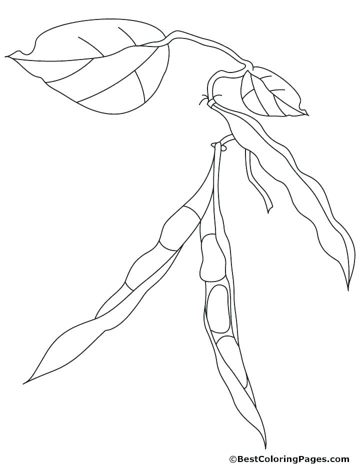720x936 Beans Coloring Pages S Jelly Bean Jar Coloring Page