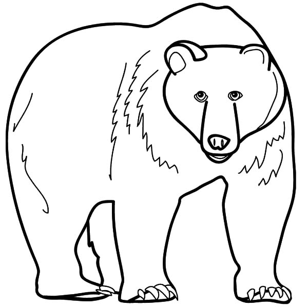 600x601 Bear Coloring Pages Images And Printable Templates
