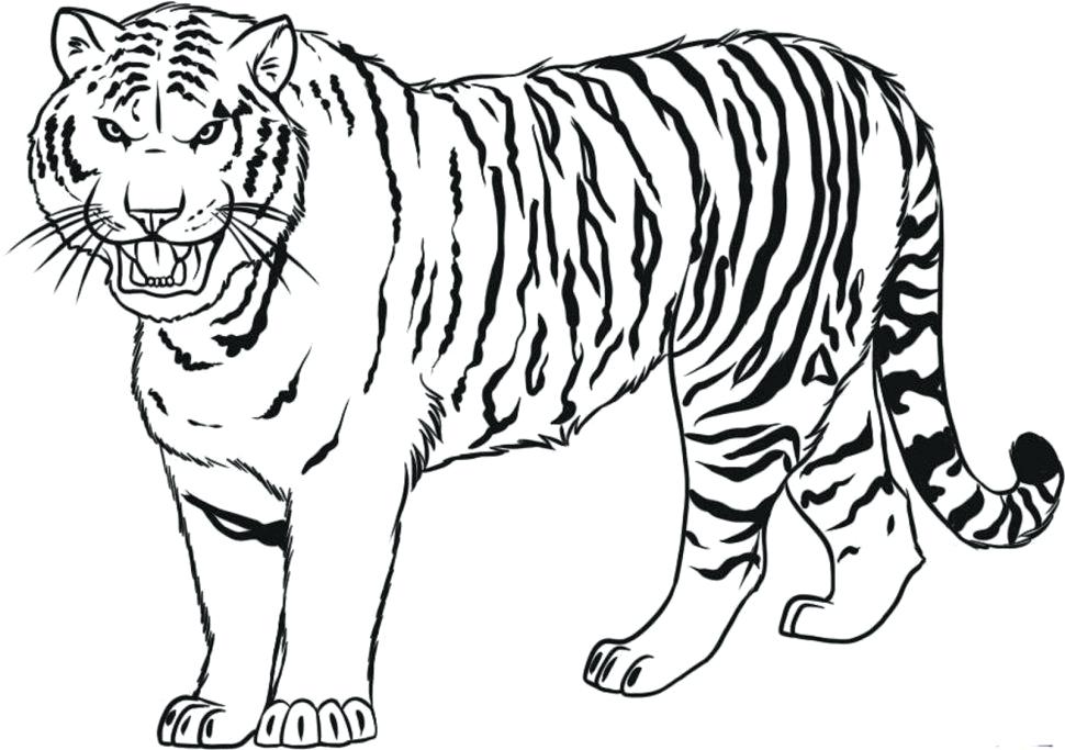 970x683 Daniel Tiger Coloring Pages Coloring Pages Elegant Polar Bear Cubs