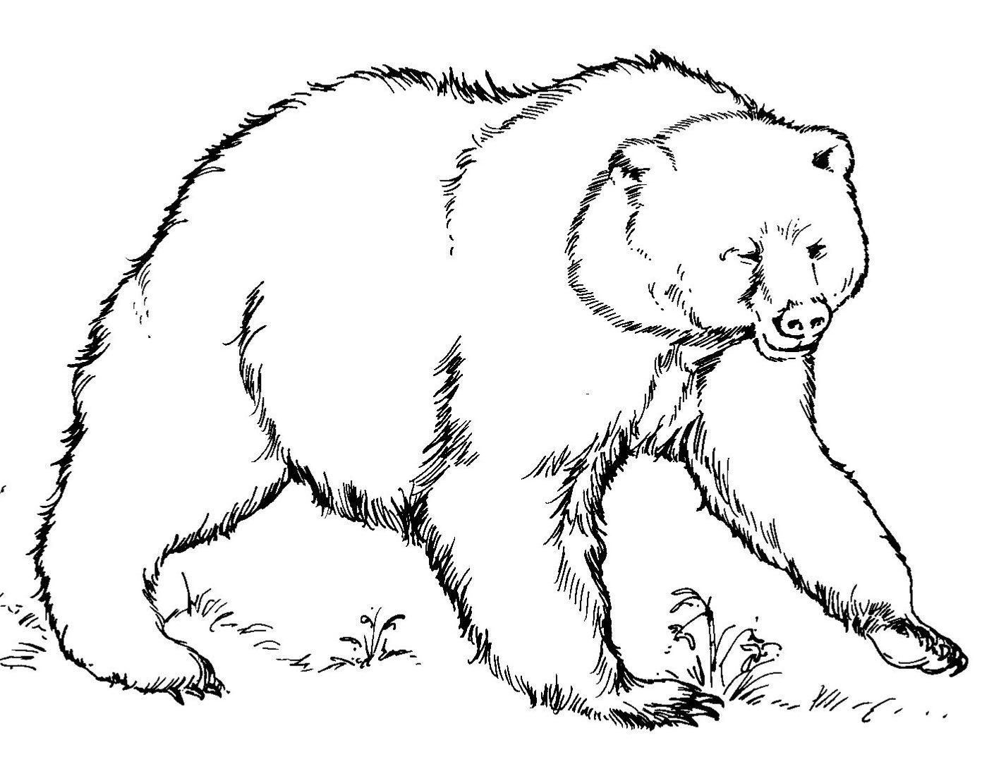 1409x1080 Realistic American Black Bears Colorings Free Printable Bear