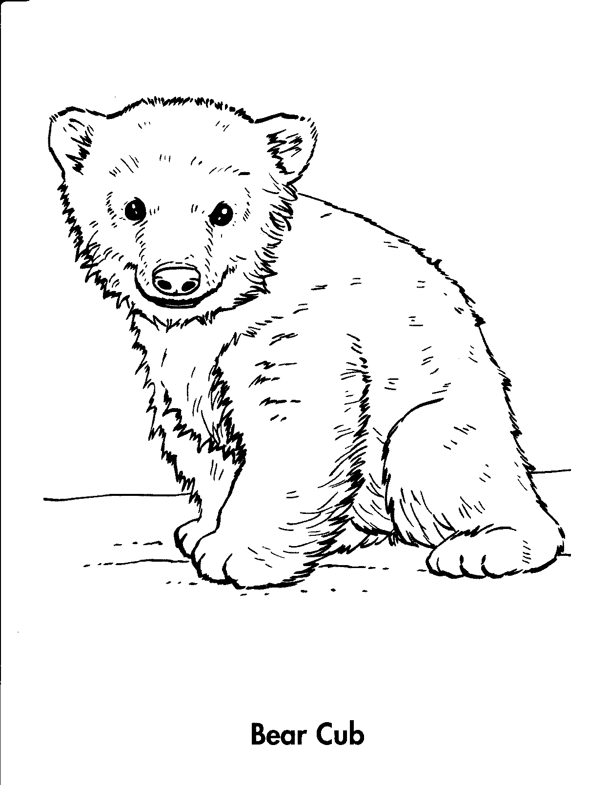 1250x1610 Bear Cub Coloring Pages Animals Cubs Related K
