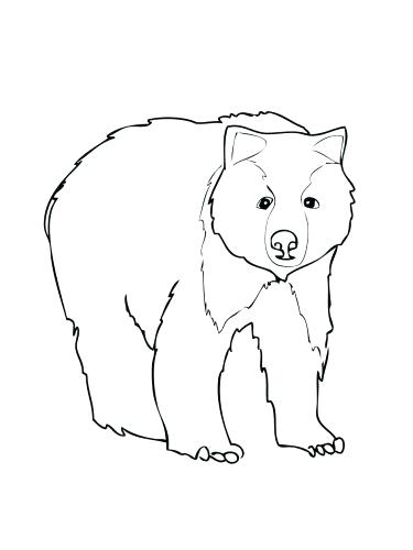 375x500 Berenstain Bears Go To School Coloring Pages Brown Bear Face