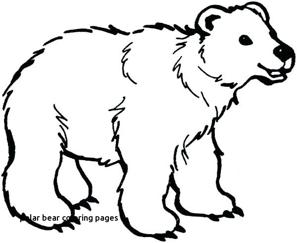 600x490 Bear Face Coloring Page Little Brown Pages What Do You See Twit