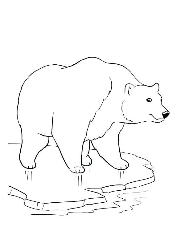 600x776 Bear Face Coloring Pages Polar Book Page Bears Of Pin 6