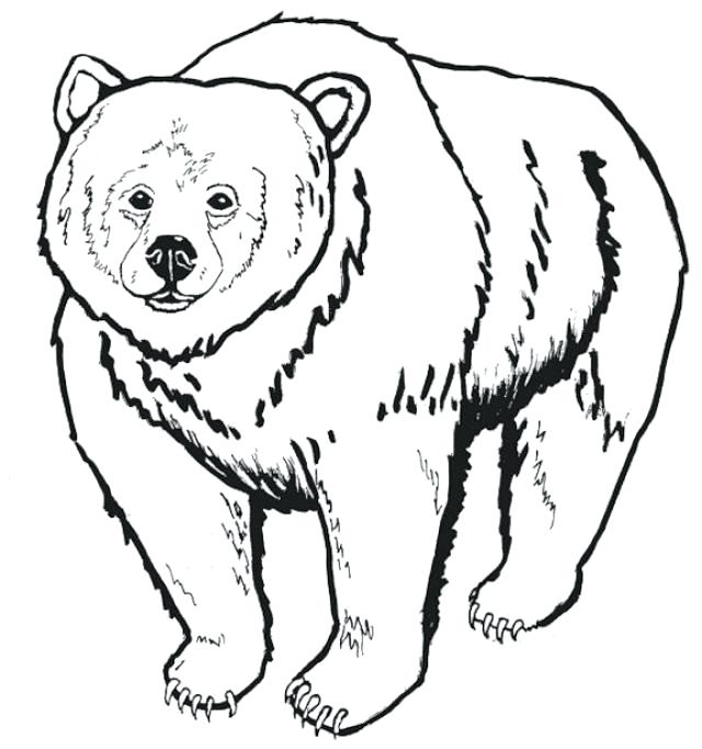 640x683 Bear Family Coloring Pages Everychat.co