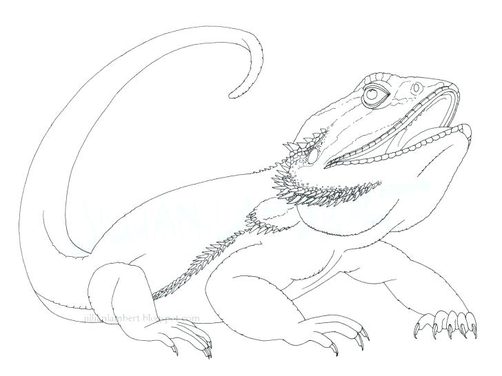 728x546 Dragon Coloring Pages Dragons Coloring Pages Nice Baby Dragon