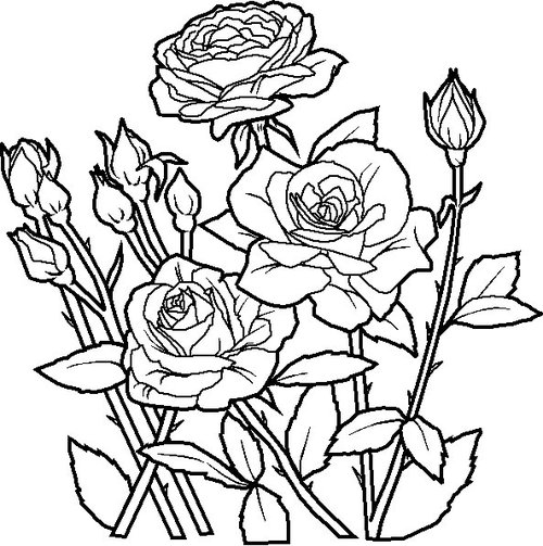 500x503 All Coloring Pages Flower Coloring Pages 9 All Coloring Pages