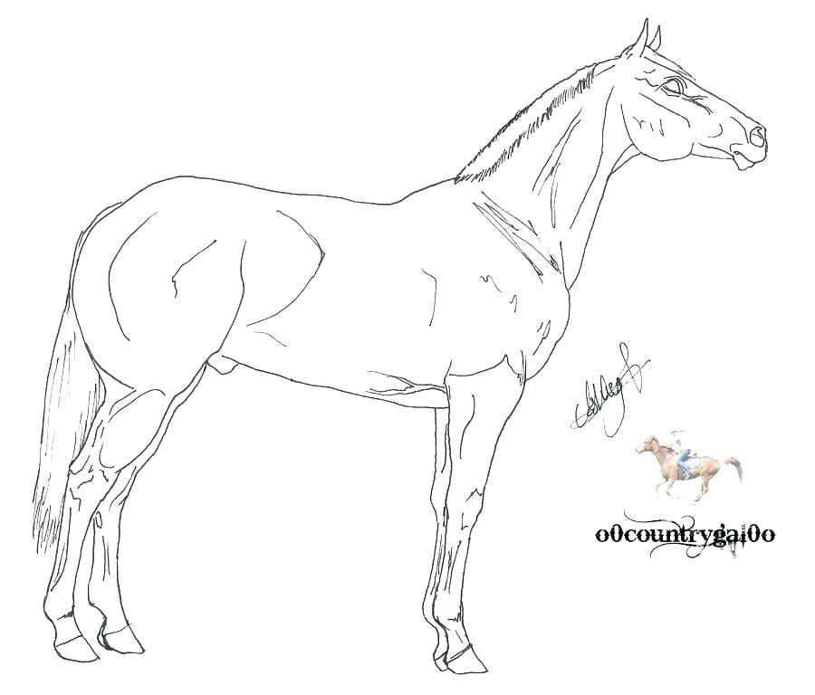 900x768 Beautiful Horse Coloring Pages
