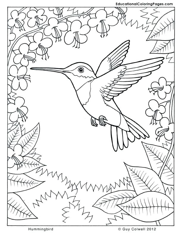 612x792 Nature Coloring Page Free Printable Nature Coloring Pages For Kids
