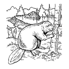 Beaver Coloring Page
