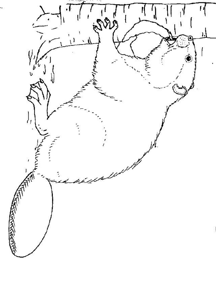 750x1000 Beaver Coloring Pages. Download And Print Beaver Coloring Pages