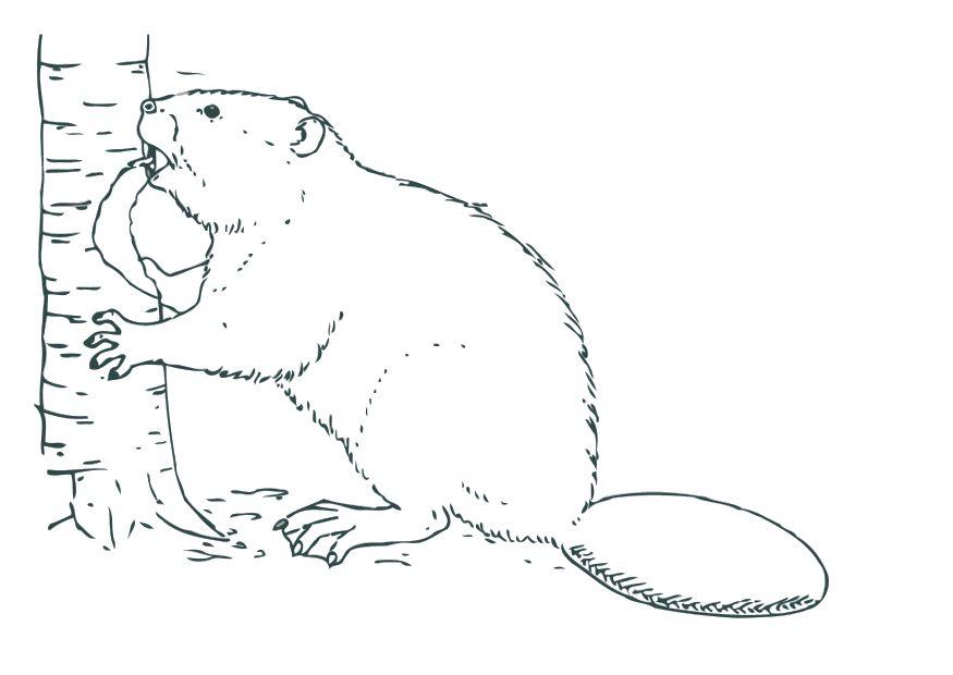 875x620 Coloring Page Beaver