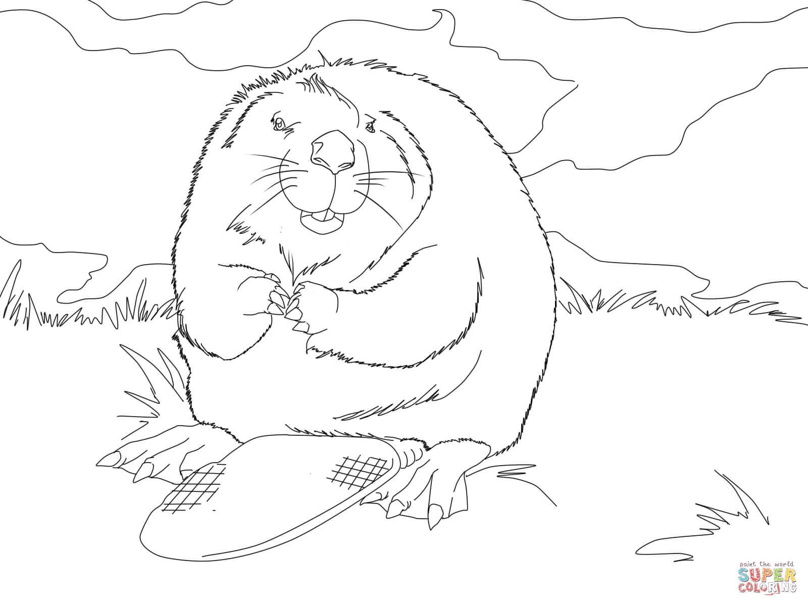 1600x1200 Unbelievable Cute North American Beaver Coloring Page Printable