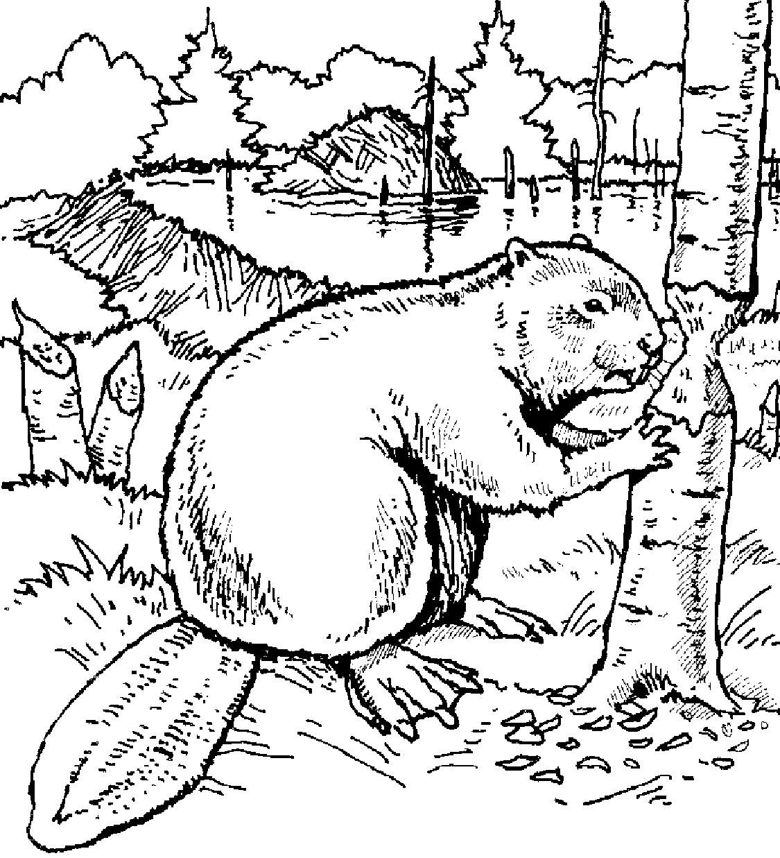 1125x1237 Beaver Coloring Page. Education Beaver Scouts