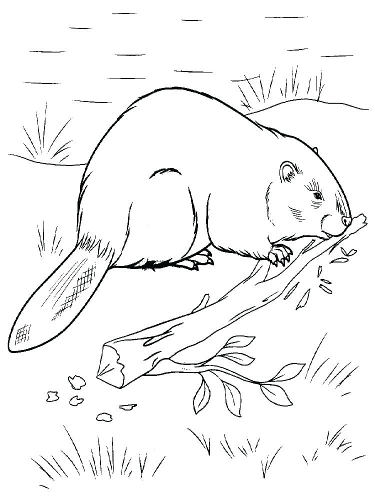 750x1000 Beaver Coloring Page Beavers Coloring Page Canadian Beaver