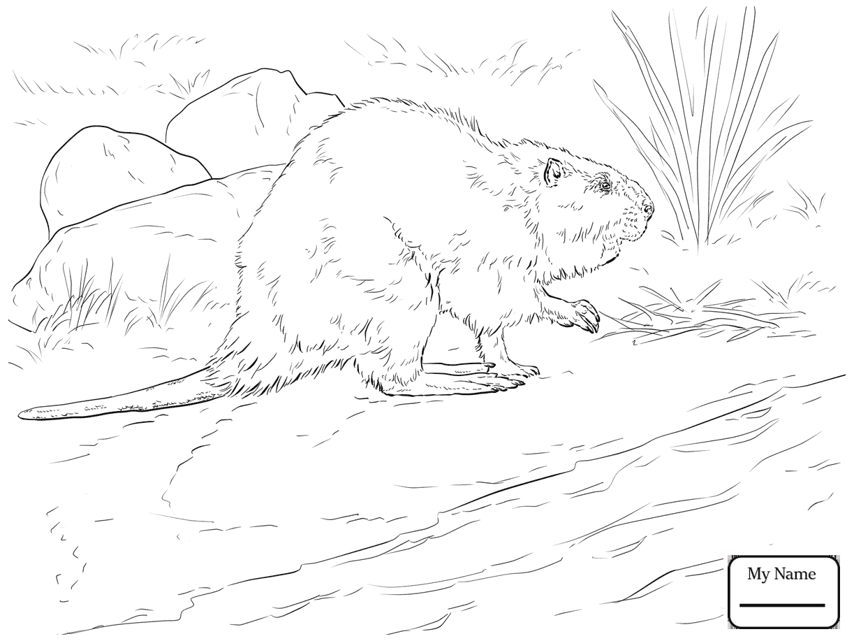 1223x917 Best Of American Beaver Coloring Pages Gallery Printable