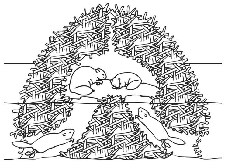 750x531 Coloring Page Beaver Nest