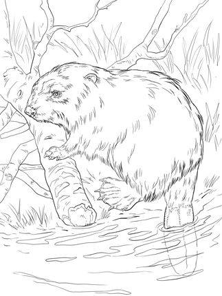 323x430 12 Best Beavers Images On Beavers, Beaver Scouts