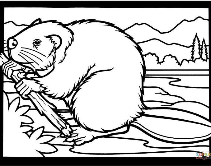 678x534 Pictures Of Beavers To Color Free Coloring Page