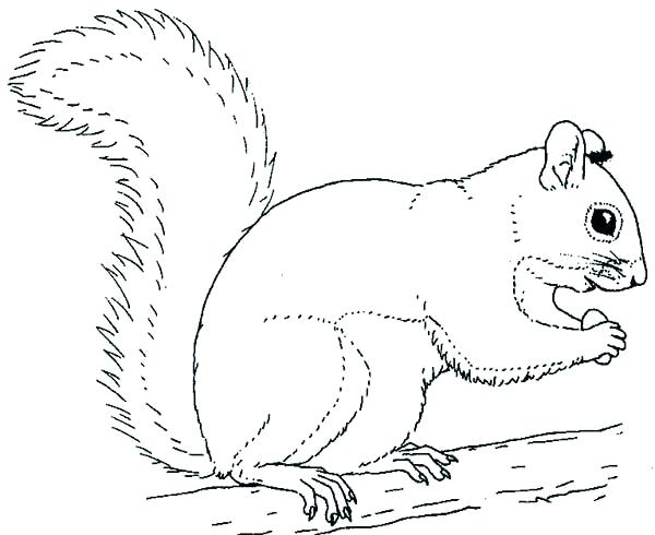 600x490 Dorable Because Of Winn Dixie Coloring Pages Elaboration