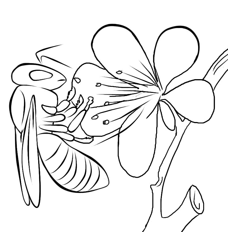 800x812 Bug Museum