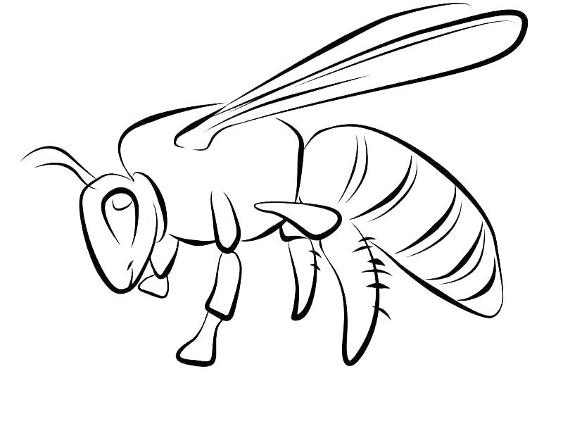 800x612 Honey Bee Coloring Page Cartoon Bee Collecting Nectar From Flower