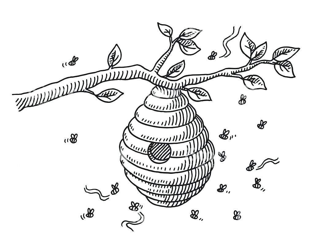 1024x820 Coloring Pages For Teens Bee Hive Line Drawing Pencil And In Color