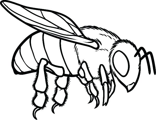 600x464 Honey Bee Coloring Page Honey Bee Coloring Trend Honey Bee