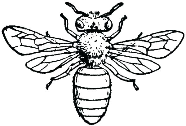 600x407 Coloring Beehive Coloring Page Bee Pages Printable Bees Honey
