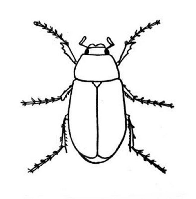 650x659 Bug Coloring Pages