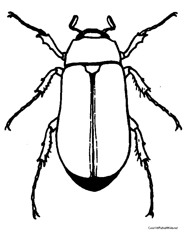 600x756 Httpcoloringpages4kidsnetwp Contentgallerybeetle Pictures Beetle